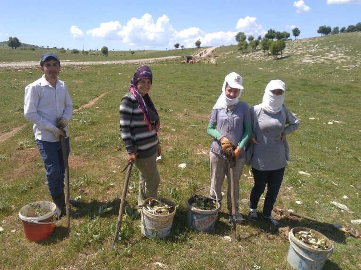 Kenger Pancarı ile Aile Bütçelerine Katkı Sağlıyorlar