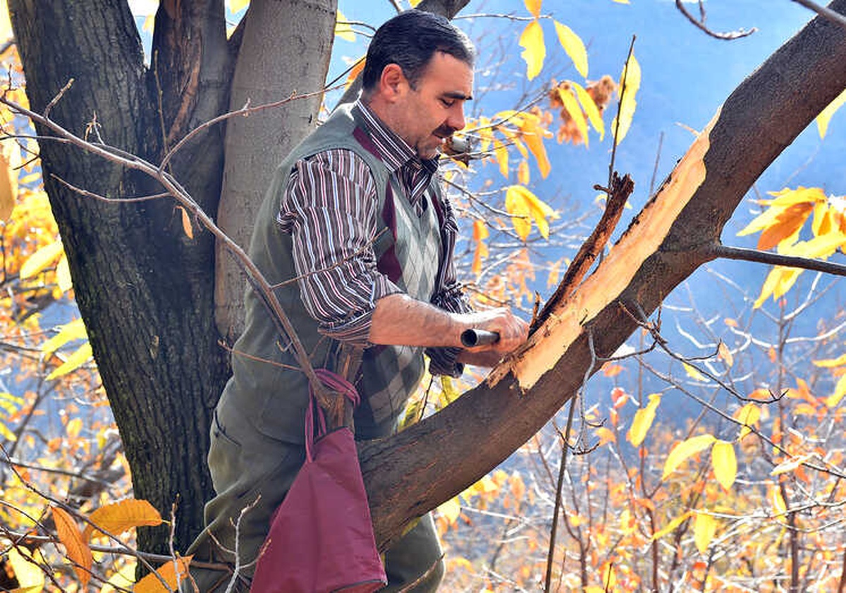 Kestane Üreticisine "Hayati" Destek