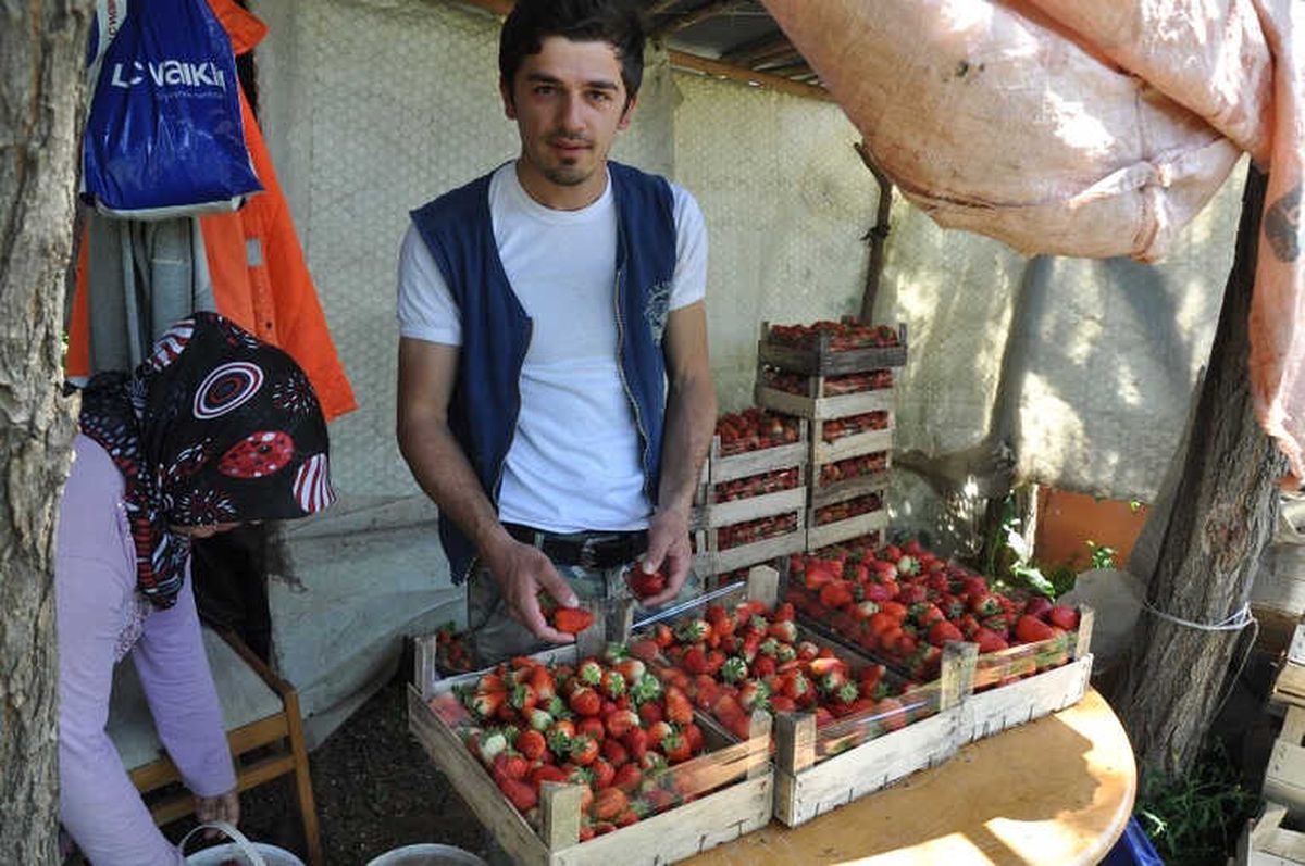 Kırmızı Elmas\'ta Erken Hasat