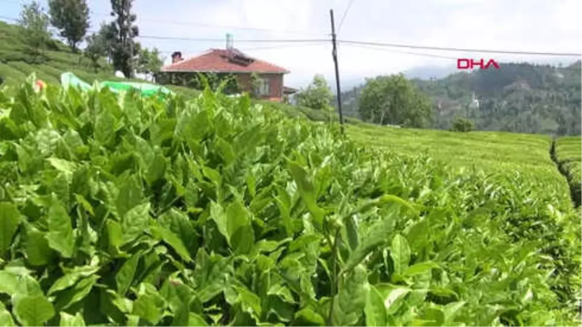 Rize Yaş Çayda Kampanya Dönemi Tarihi Kota ile Açıldı