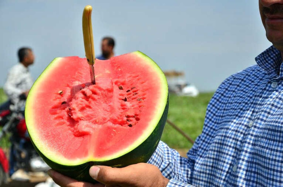 Adana\'da Turfanda Karpuz Hasadı Başladı