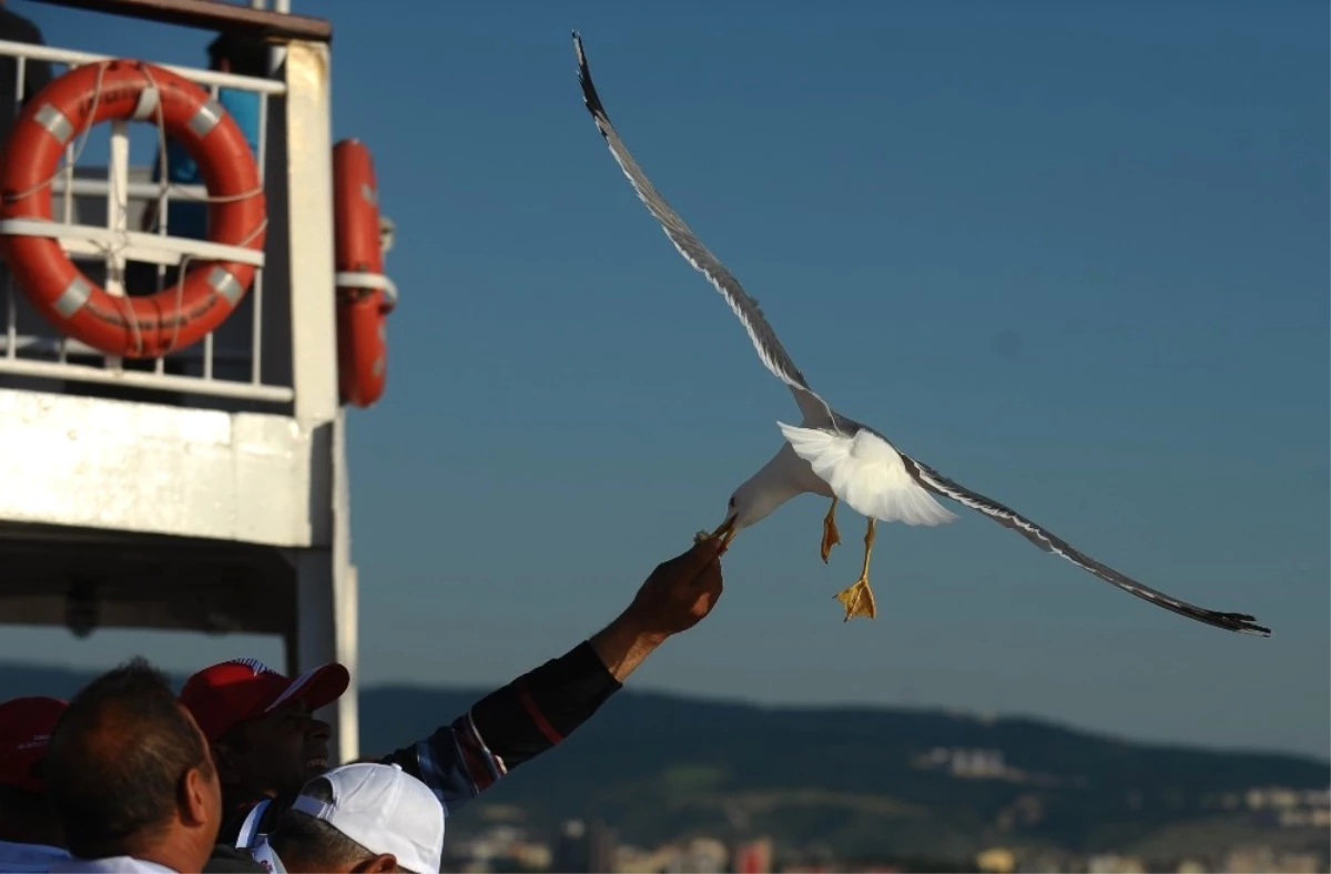 Çanakkale\'nin İnsan Dostu Martıları