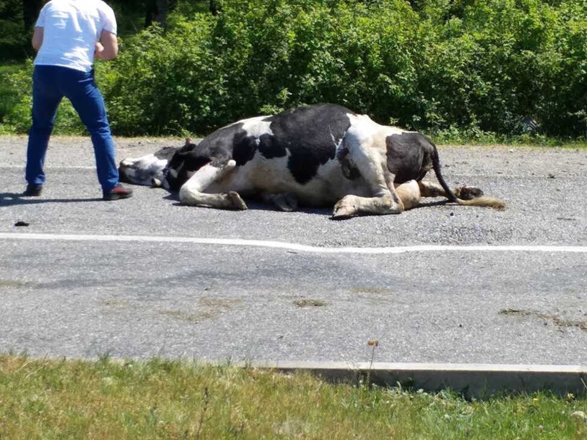 Yola Çıkan İnek Kazaya Sebep Oldu