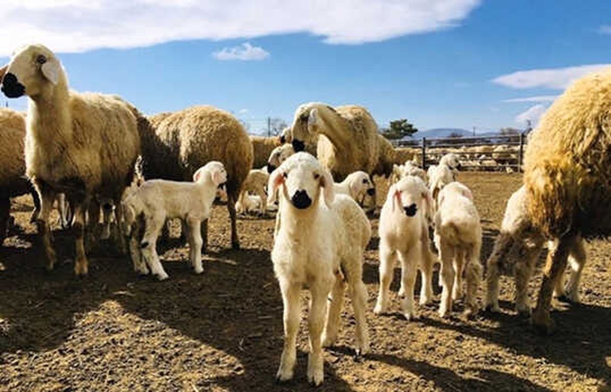 300 Koyun Projesi Şırnak\'ta Başlıyor