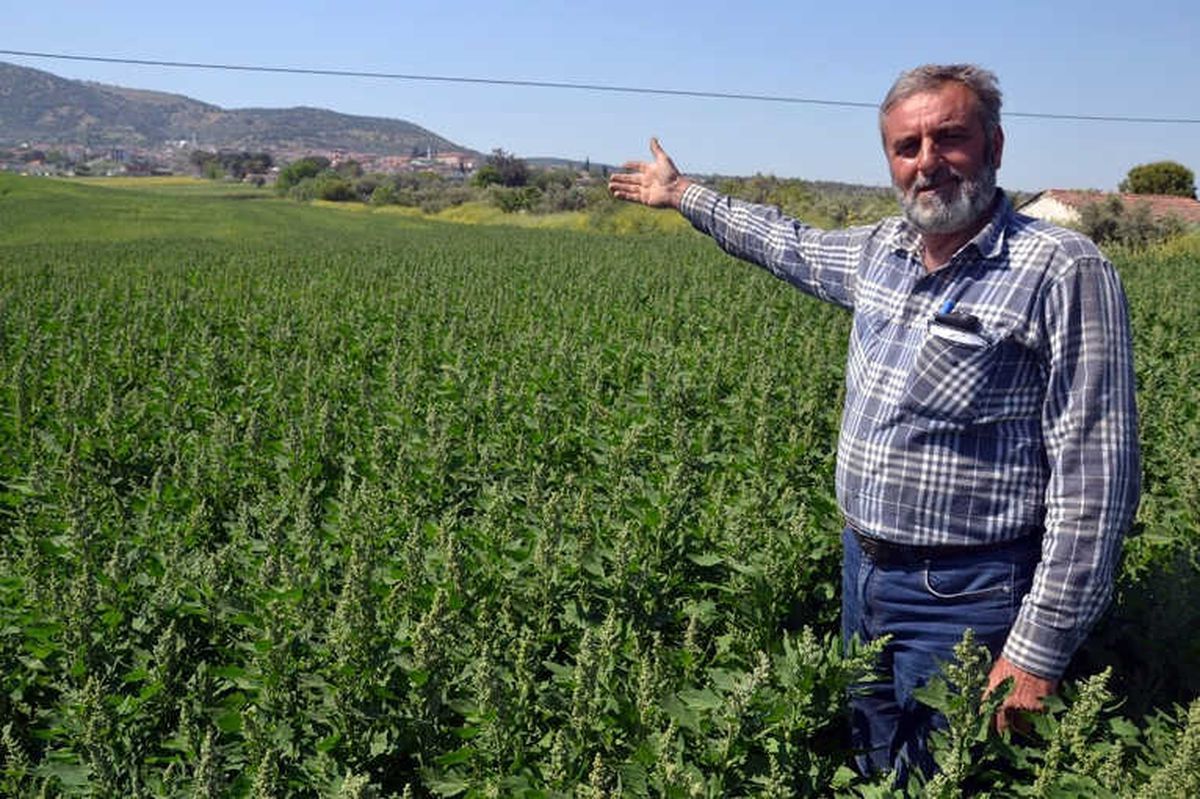 Çiftçinin Yeni Gözdesi: Kinoa