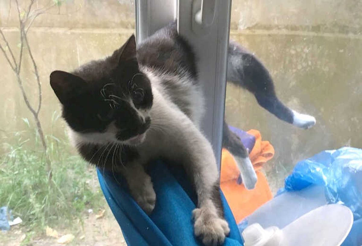 Pencereye Sıkışan Kedi Korkuttu
