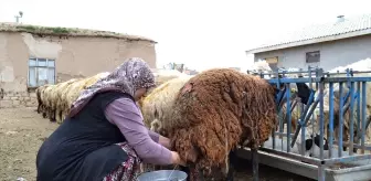 Yarım Asırlık Çiftin Zorlu Yoğurt Mesaisi