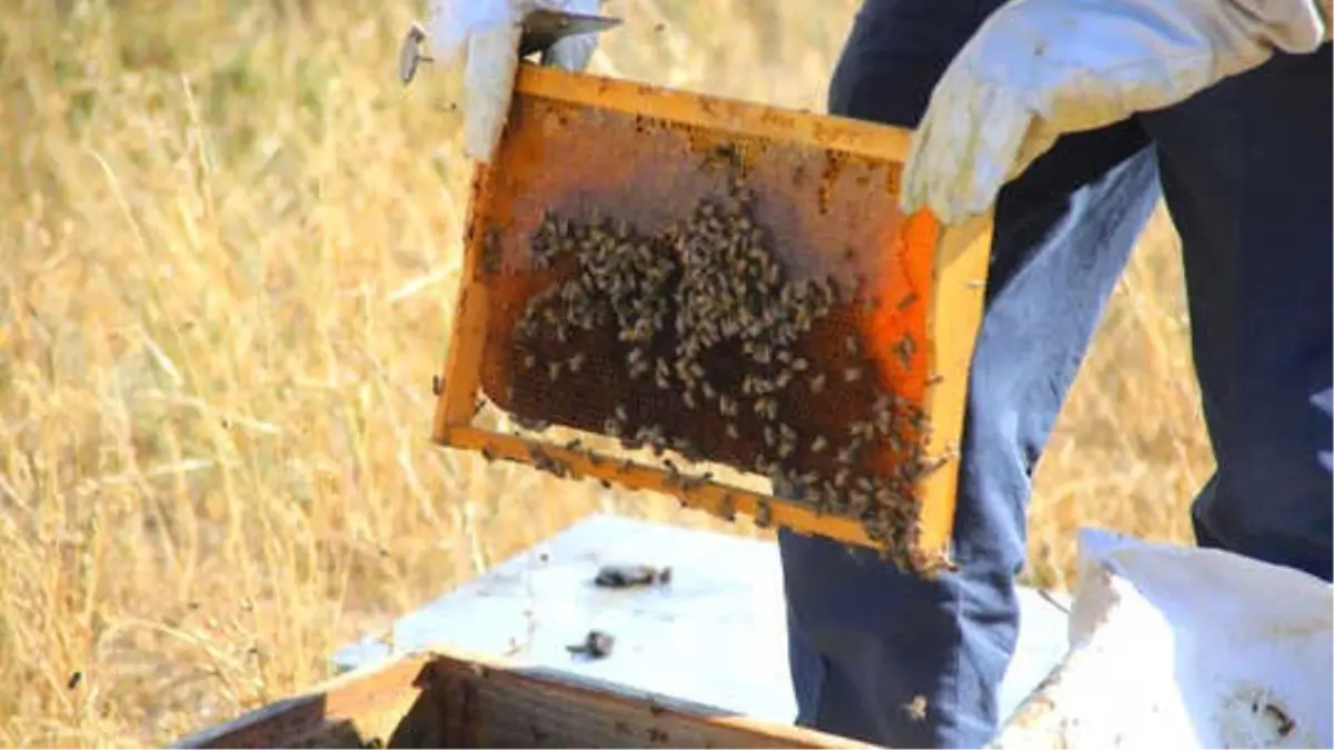 Yayla Yasağının Kalkması Arıcıları Sevindirdi