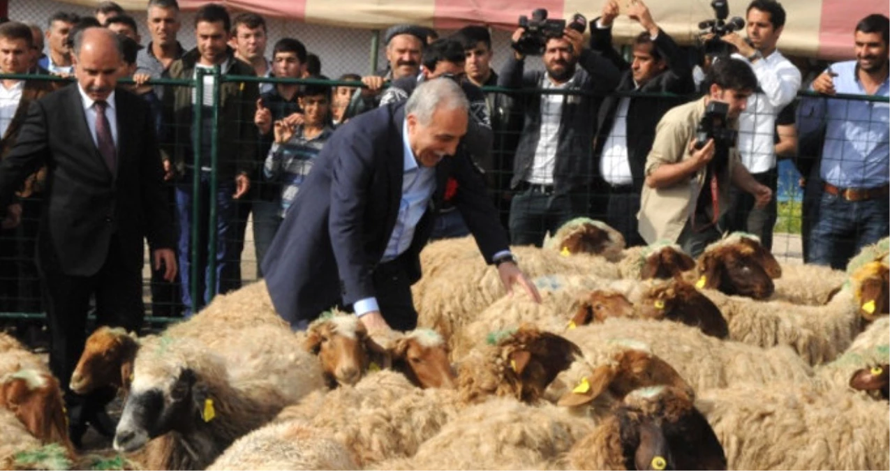 Erdoğan Talimatı Vermişti, "300 Koyun Projesine" Şırnak\'ta Start Verildi
