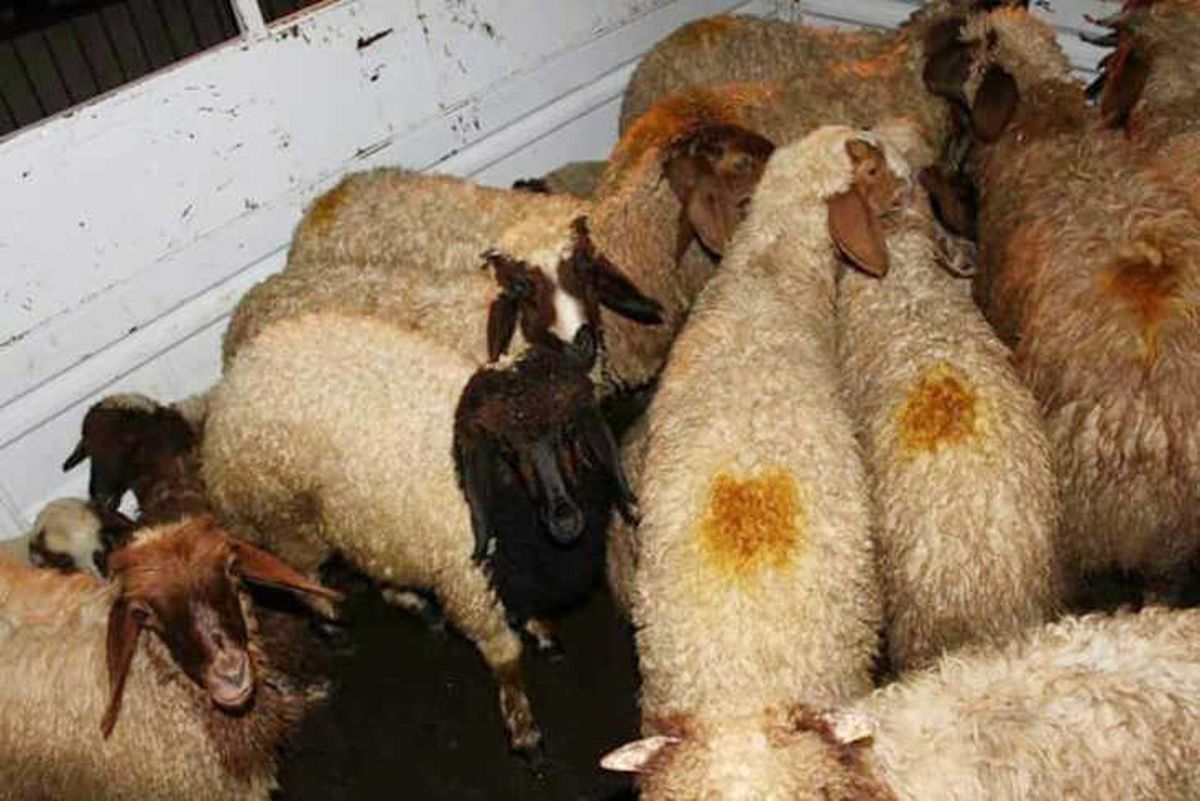 Adana\'da Küçükbaş Hayvan Çalan 4 Kişi Yakandı