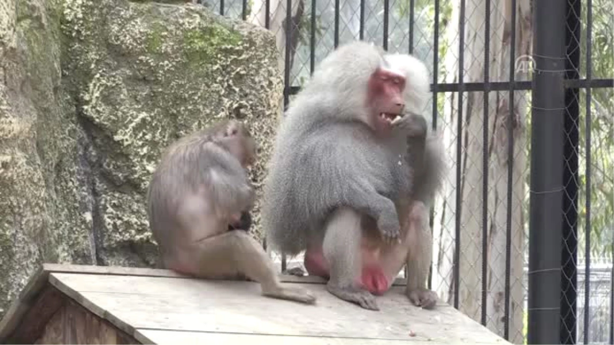 Babun Maymunu "Cumali" Hayvan Parkının Maskotu Oldu