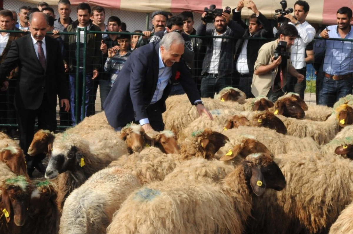 Bakan Fakıbaba, Şırnak\'ta 300 Koyun Projesi\'ni Başlattı