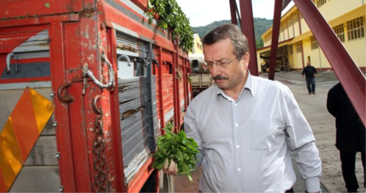 ÇAYKUR Genel Müdürü Sütlüoğlu İstifa Etti