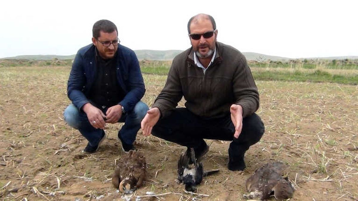 Erciş\'te Kuş Ölümleri