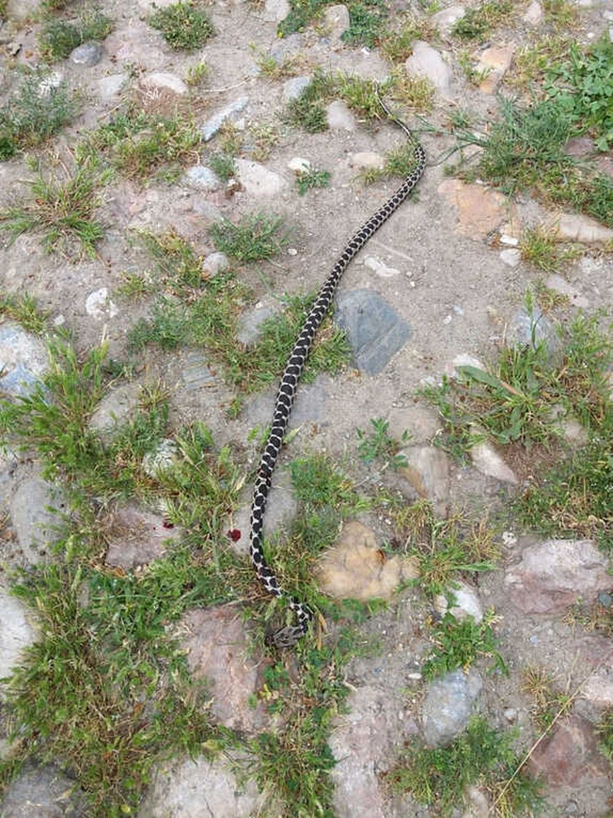 2 Metre Uzunluğundaki Yılan İtfaiyecilere Zor Anlar Yaşattı