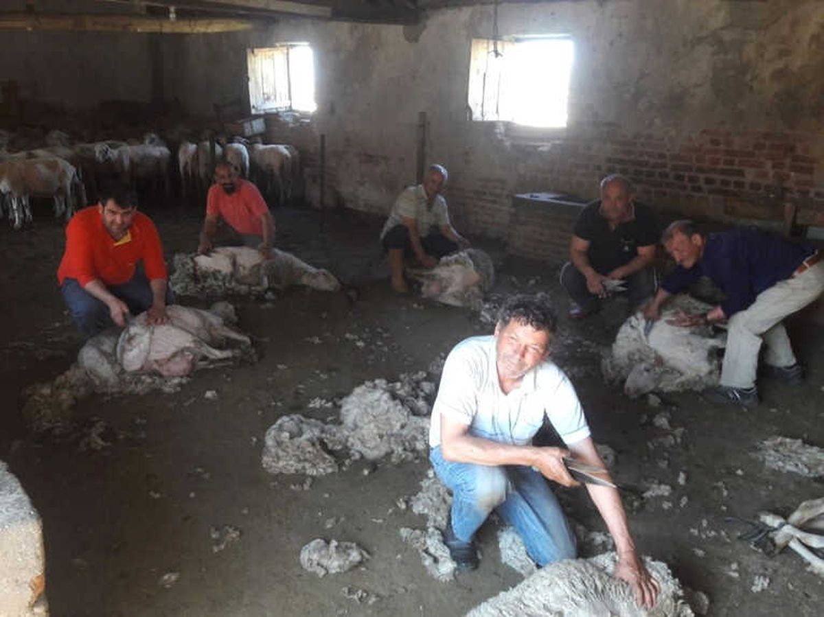 Aydın\'da Sıcaklar Erken Bastırınca Koyun Kırkım Sezonu da Erken Başladı