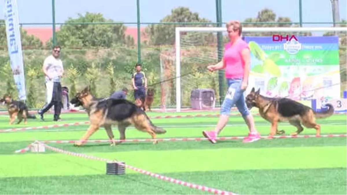 Kocaeli-Alman Çoban Köpekleri Yarıştı-Hd