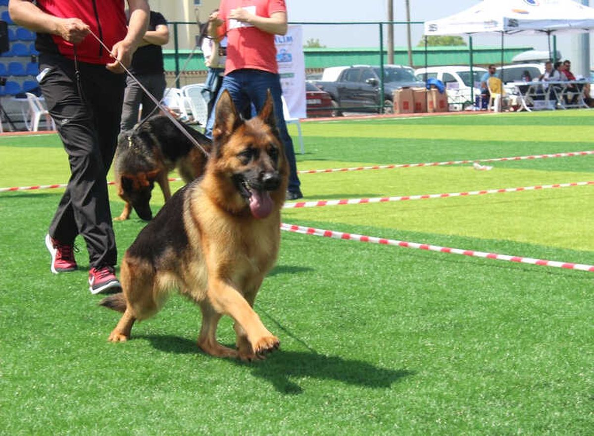 Kocaeli\'de Alman Çoban Köpekleri Güzellikleriyle Yarıştı