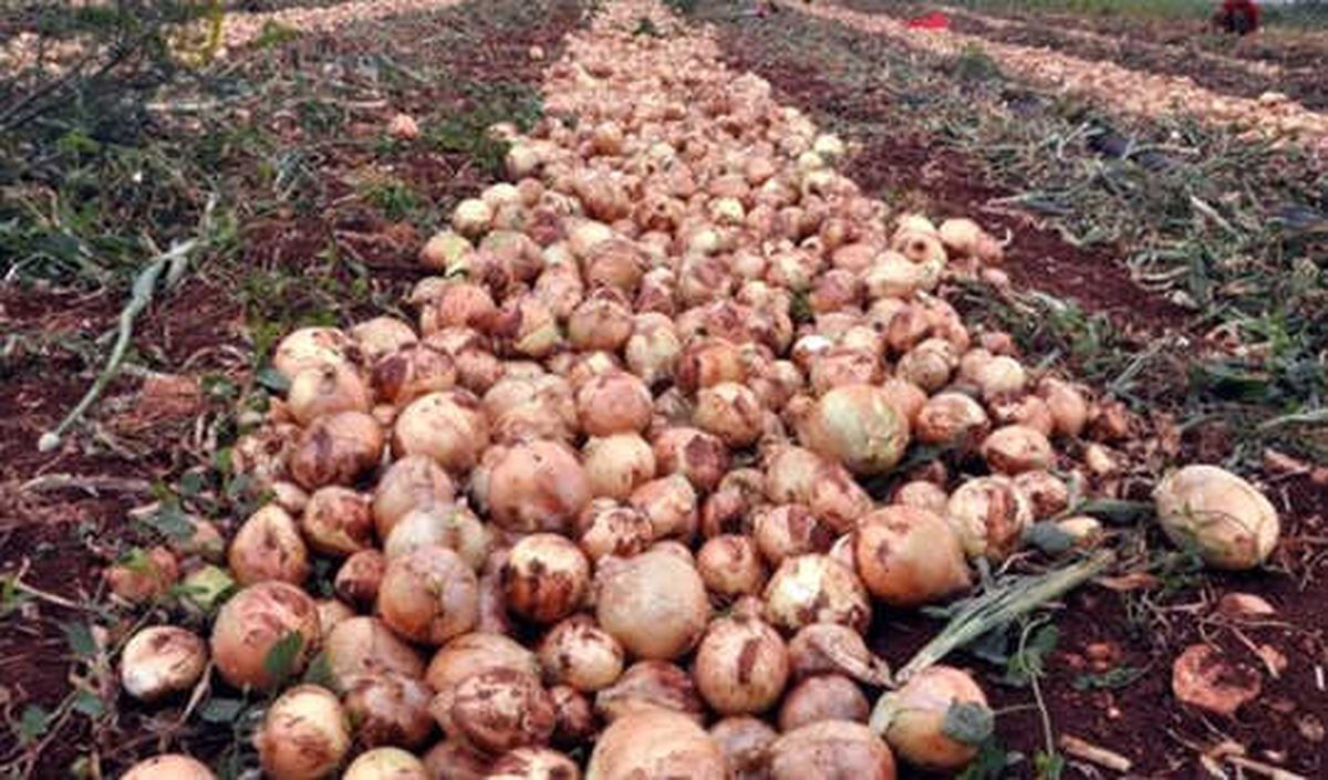 Kuru Soğan Rekoltesi \'Küf\' Nedeniyle Düştü