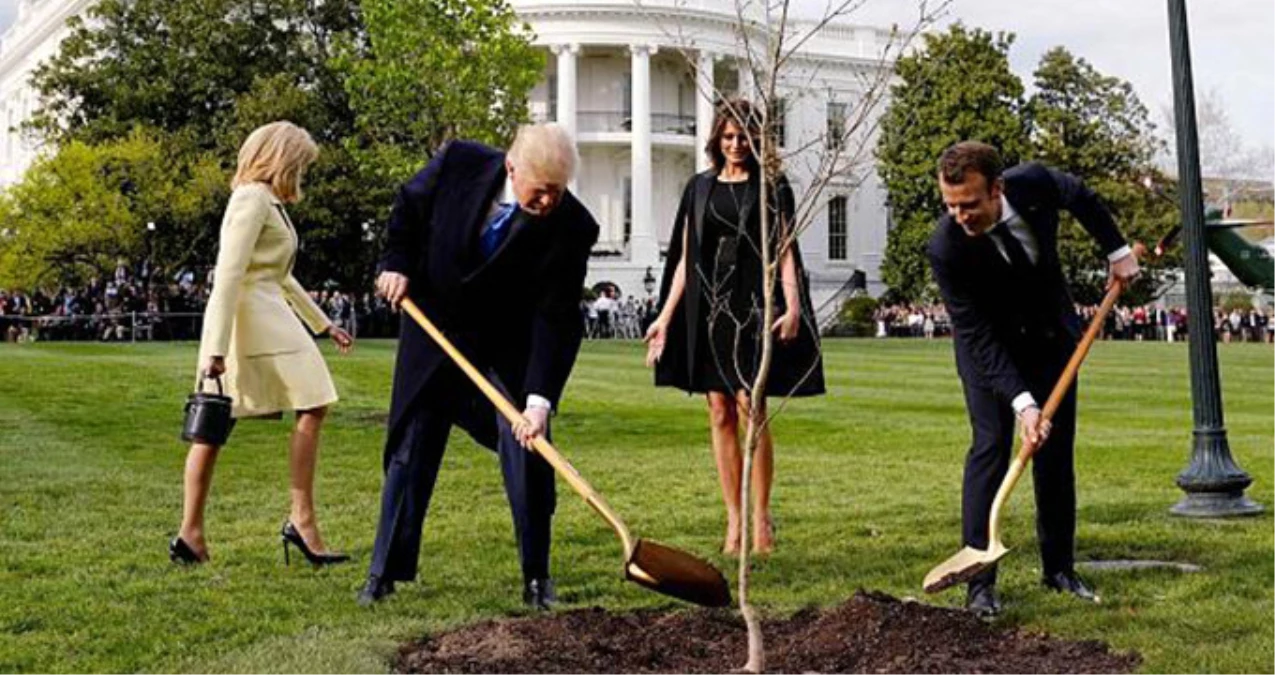 Macron ve Trump\'ın Diktiği Fidan Beyaz Saray\'ın Bahçesinden Kaldırıldı