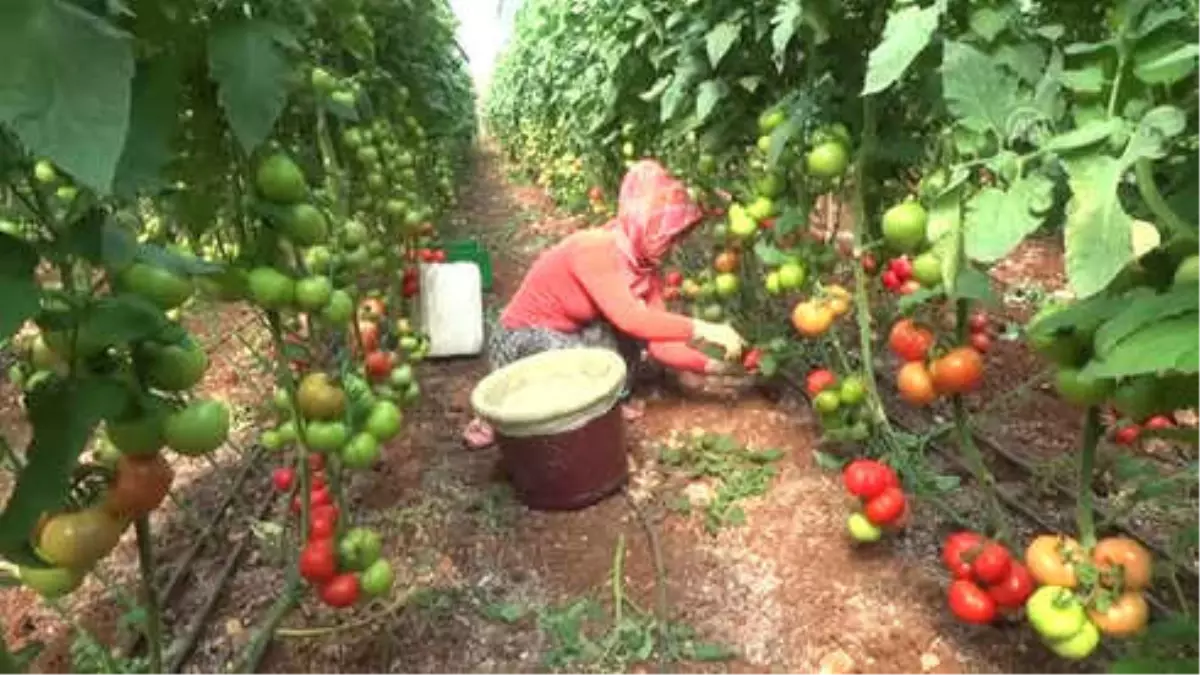 Rusya\'nın Kararı Domates Üreticisinin Yüzünü Güldürdü