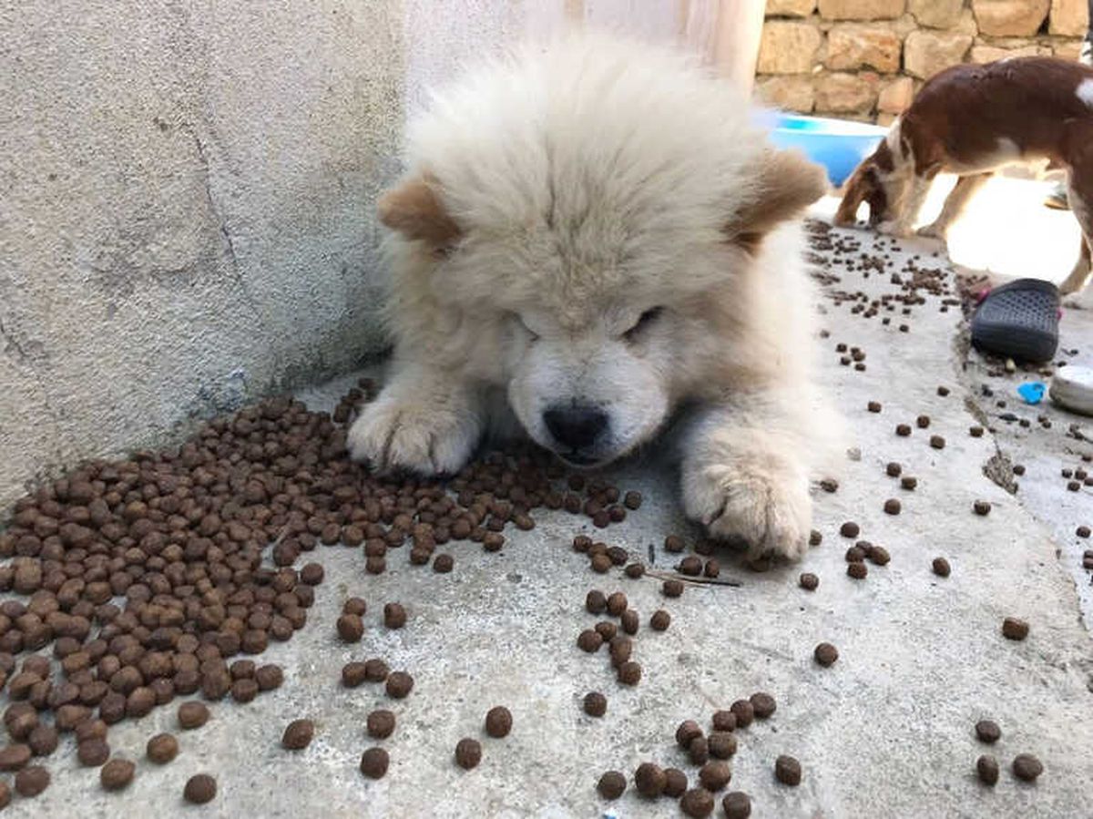 İhaleye Çıkarılan Gümrük Kaçağı 7 Yavru Köpek Satılamadı