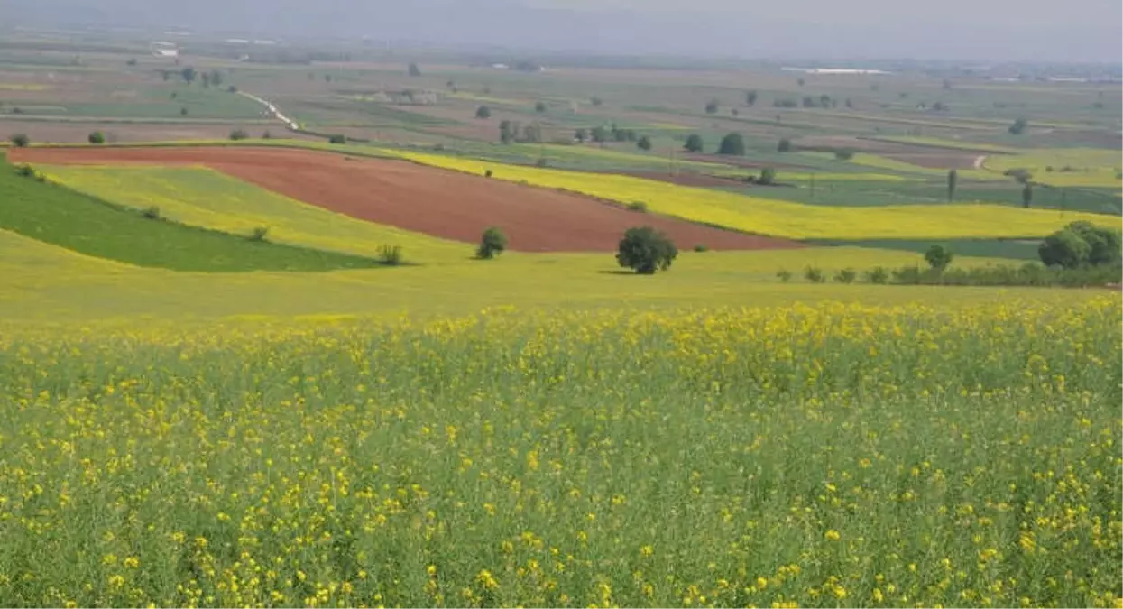 Kanola Dalga Dalga Yayılıyor