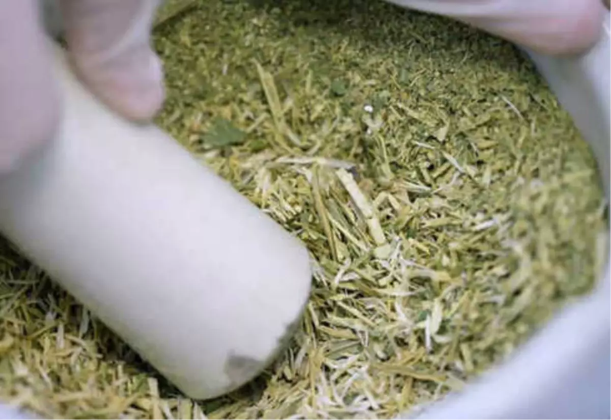 Kansere Çare Olan: Pelemir Bitkisi