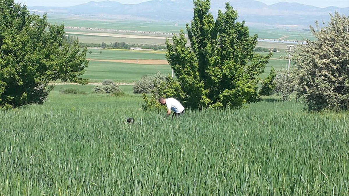 Yalıhüyük\'te Süne ile Mücadele