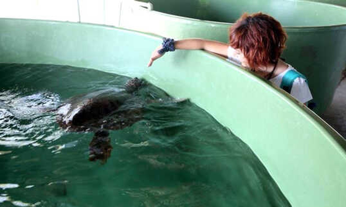 İztuzu "Caretta Carettalar"La Canlandı