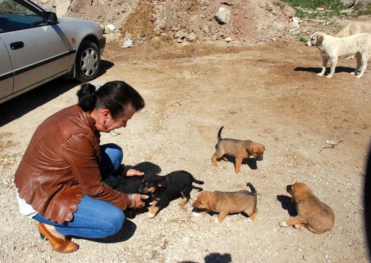 Kendisini Sokak Hayvanlarına Adadı