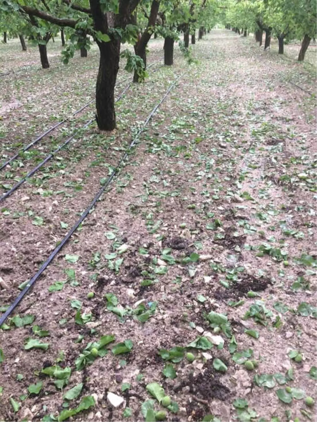 Korkuteli İlçesinde Dolu Meyve Bahçelerini Vurdu