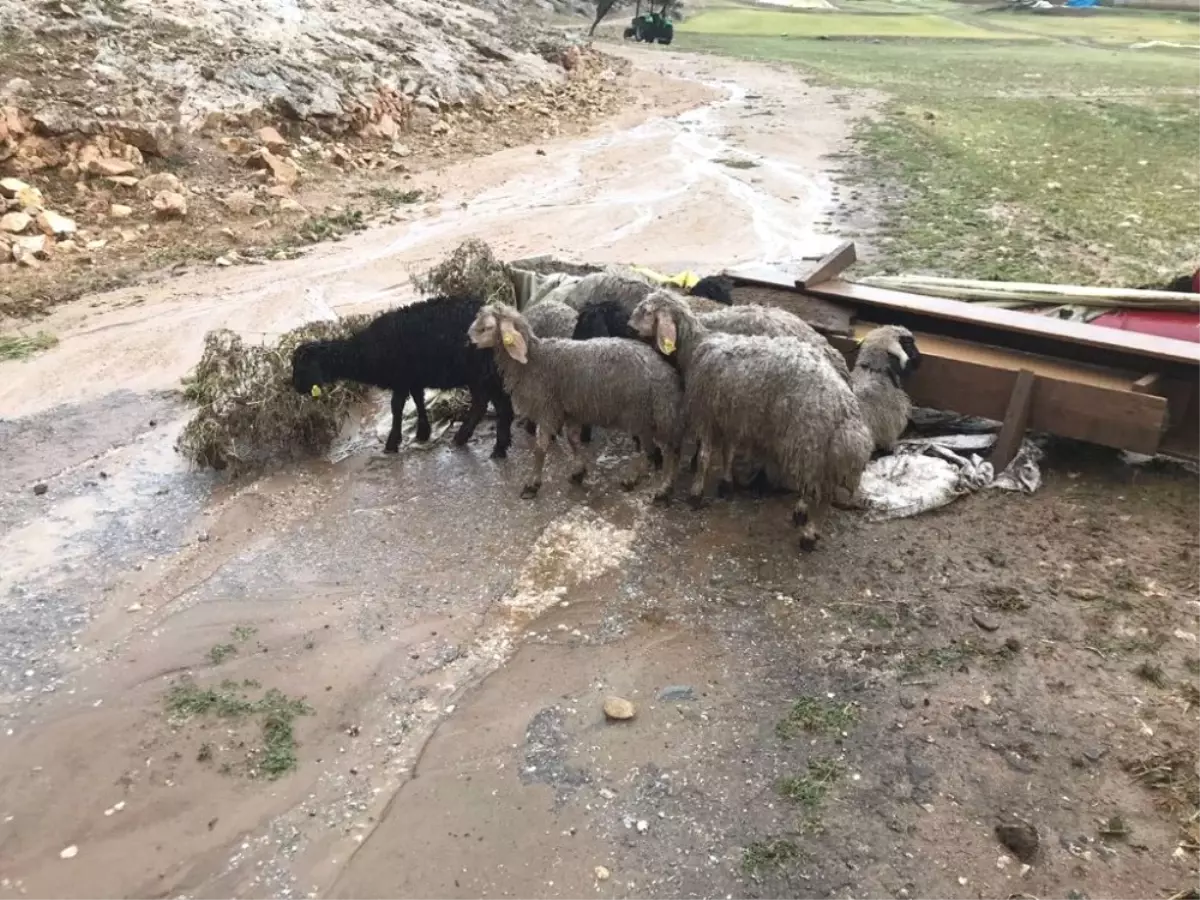 Ahırı Sel Bastı, 28 Koyun Akıntıya Kapılarak Telef Oldu