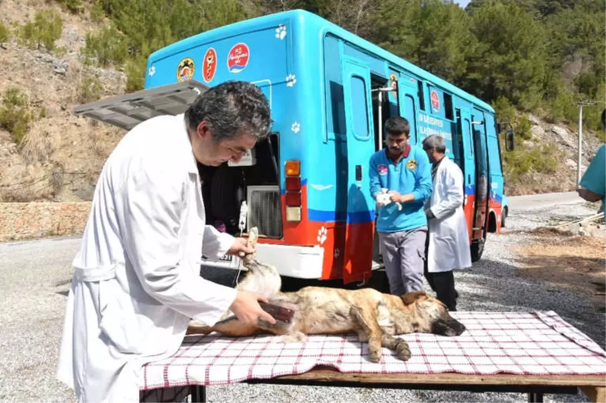 Mobil Kısırlaştırma Aracı Kırsalın Hizmetinde