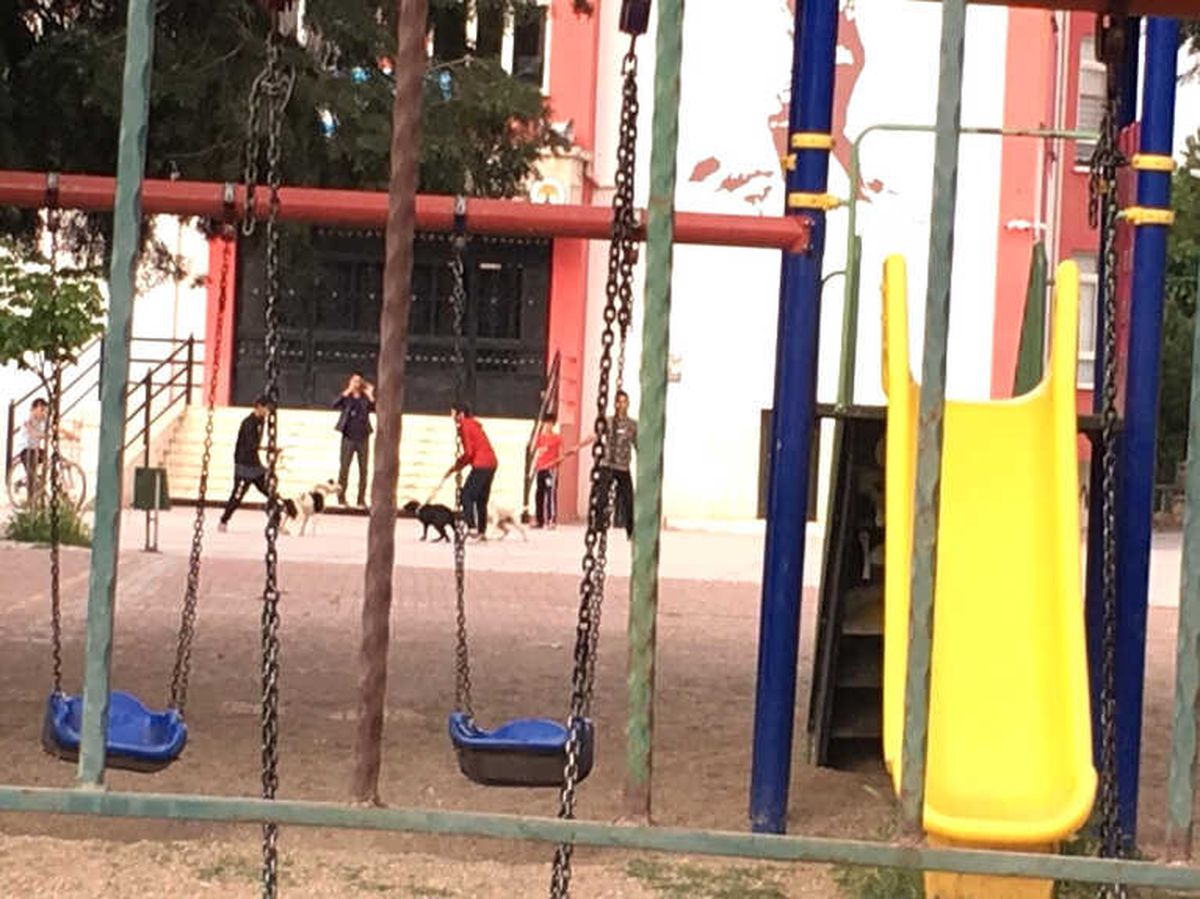 İlkokul Bahçesinde Skandal Görüntü! Köpek Dövüştürüp, Kayda Aldılar