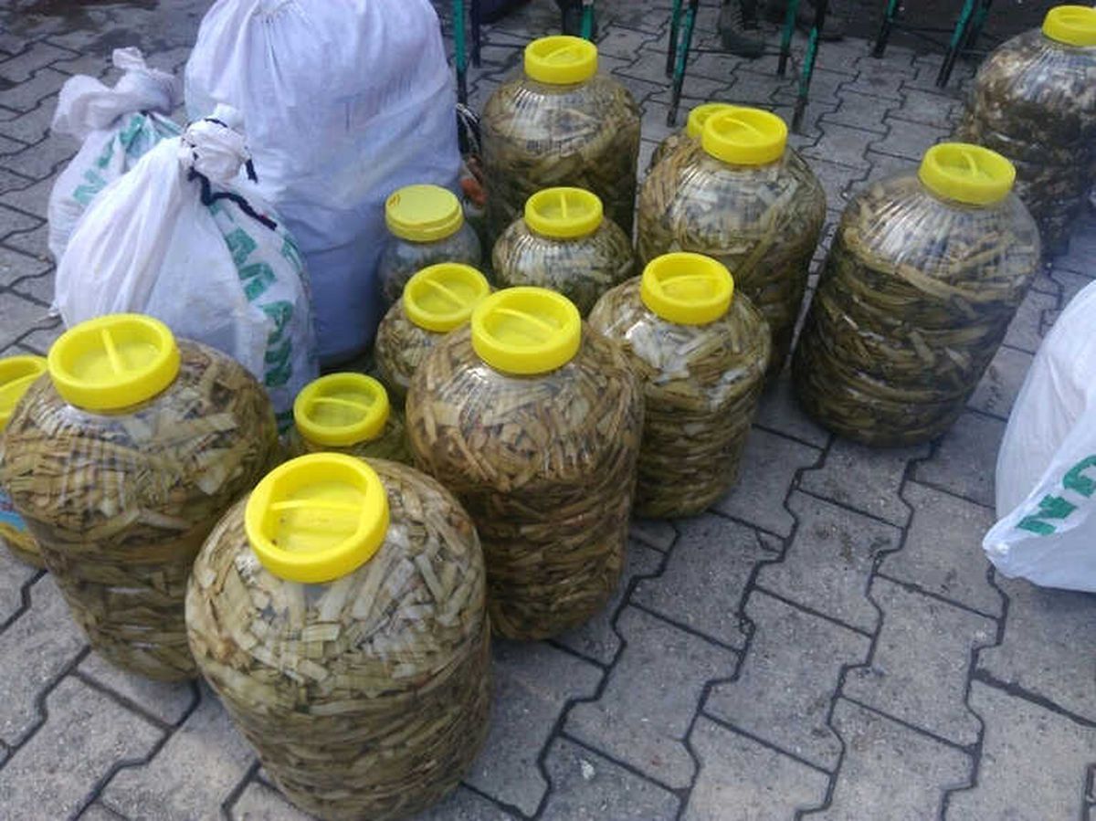 Sason\'da Toplanıp, Batı İllerinde Satılıyor