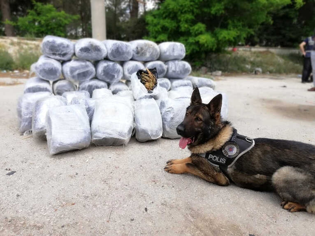 Boş Meyve Kasalarının Arasına Gizlenmiş 210 Kilo Esrar Ele Geçirildi