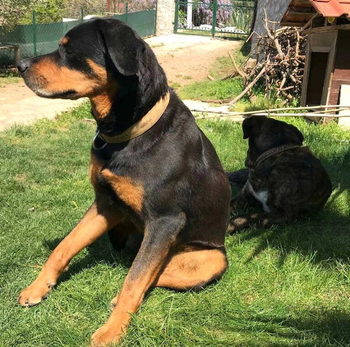 Marmaris\'te Caniler İki Köpeği Zehirledi