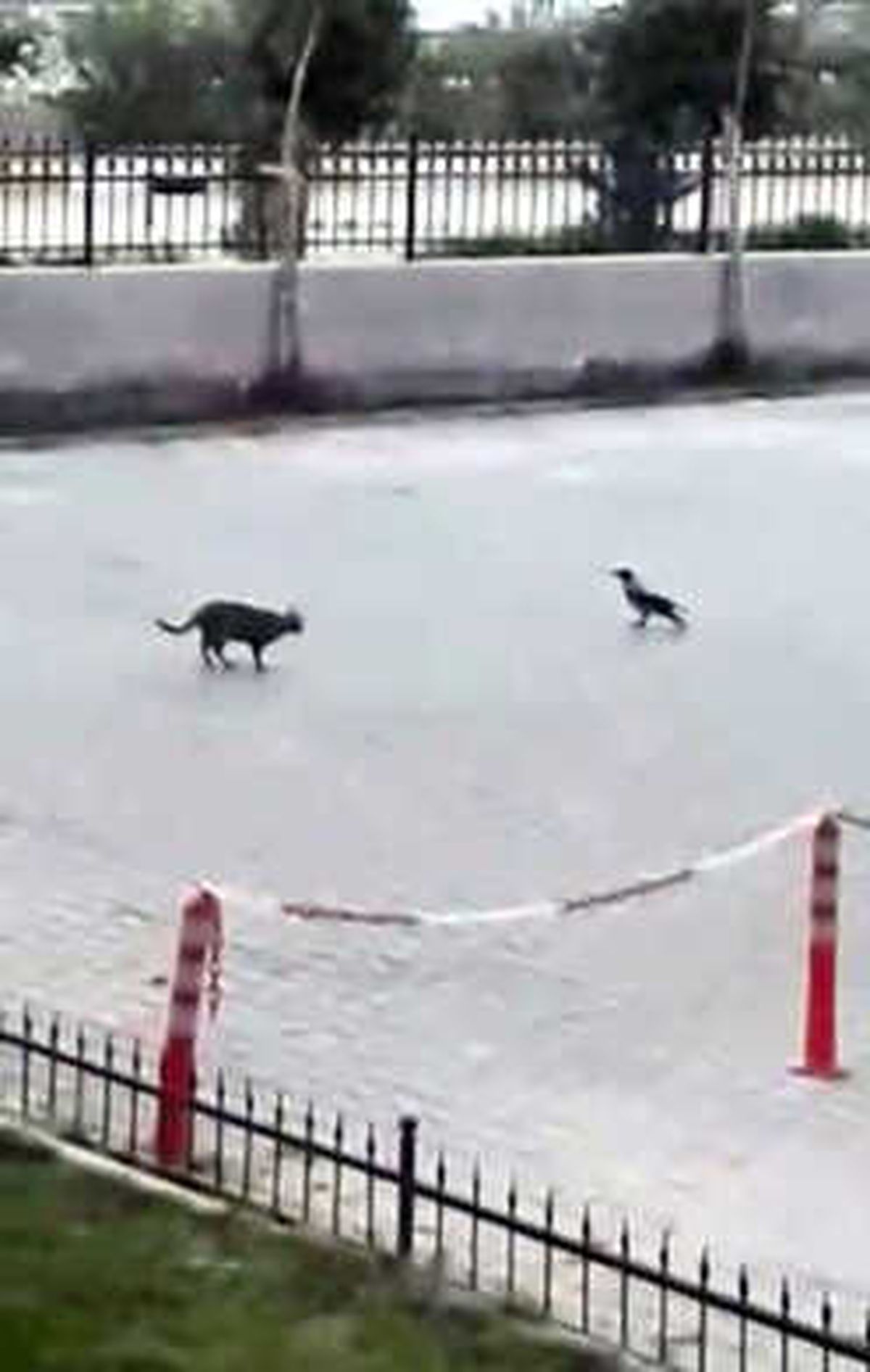 Oğlum Bak Git\' Kedi ve Karga Versiyonu