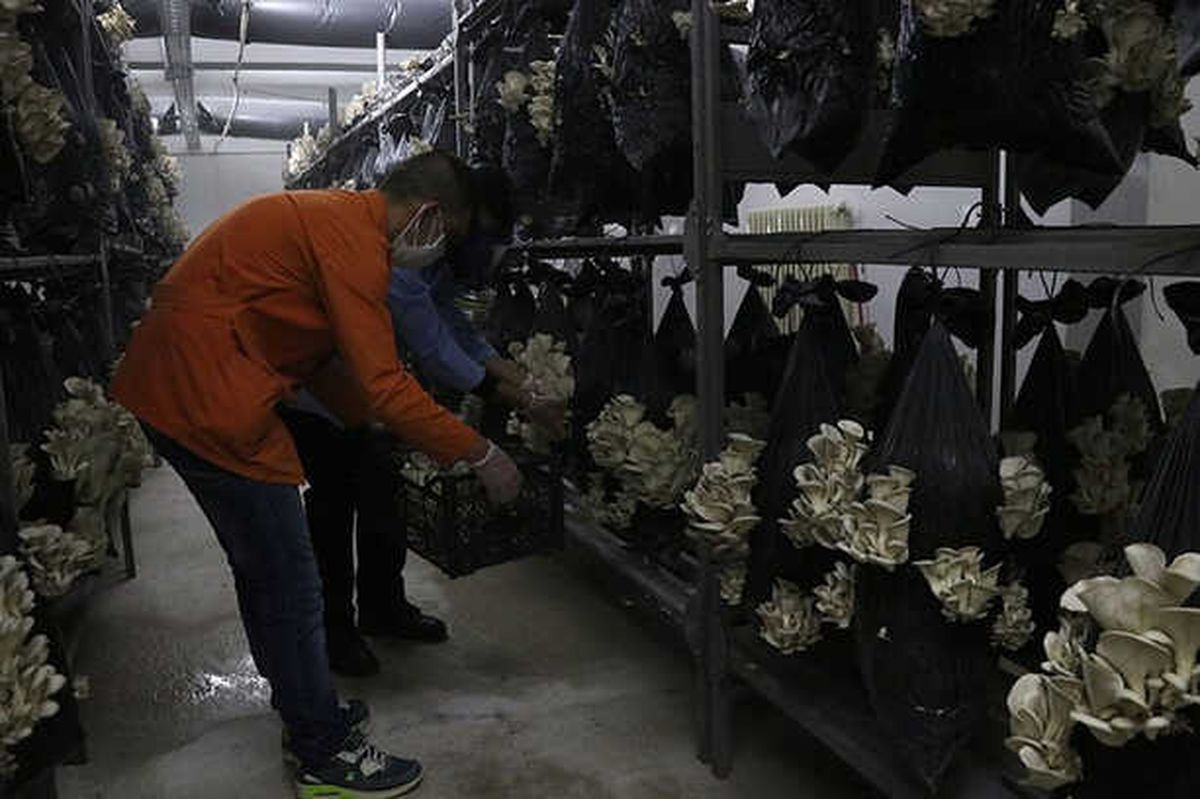 Cezaevi Hücresinde Mantar Yetiştiriliyor