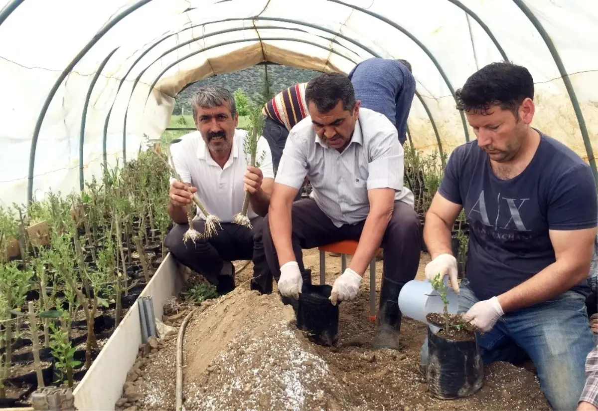 Gaün\'den Zeytin Dalı Hareketı Anısına Büyük Vefa