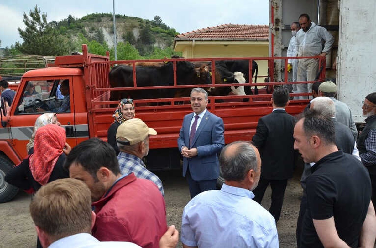 Karabük\'te Genç Çiftçilere 492 Büyükbaş Hayvan Dağıtıldı