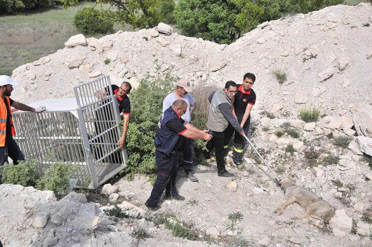 Yaralı Kurt Tedavi Altına Alandı