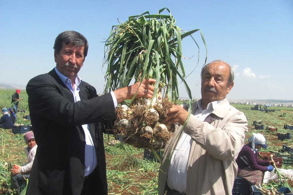 Araban Ovasında Yeşil Sarımsak Hasadı Başladı