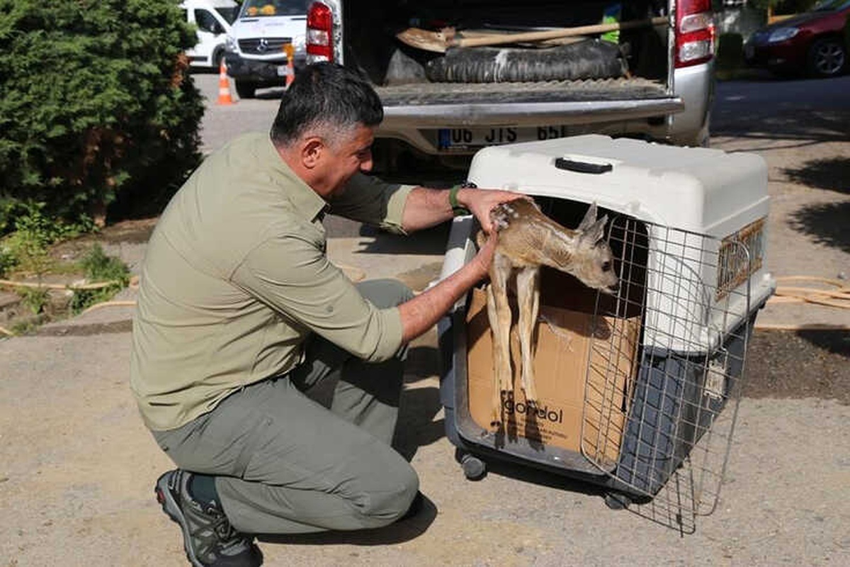Köpekler Parçalıyordu, Çoban Kurtardı