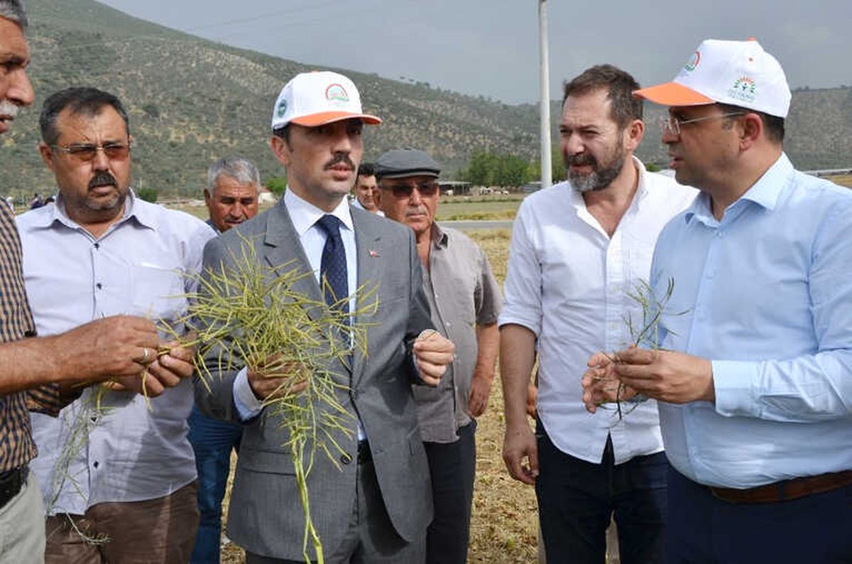 Milas\'ta \'Ot Tipi Yem Şalgamı\' Tarla Gününde Tanıtıldı