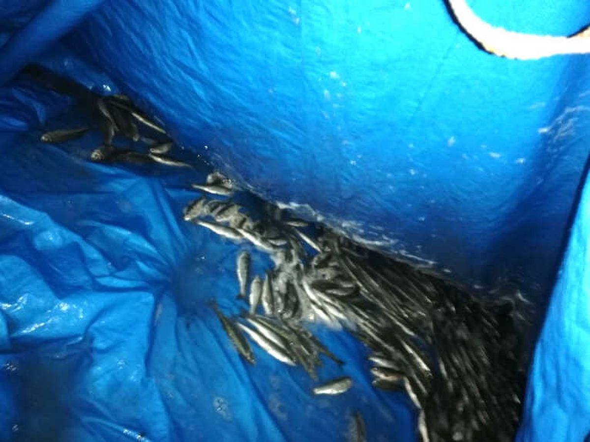 Van\'da 750 Kilo İnci Kefali Balığı Ele Geçirildi