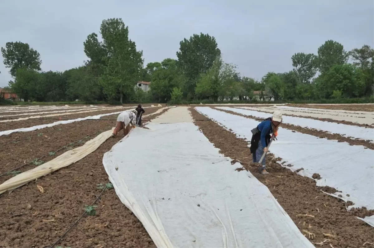 Bafra Ovası\'nda Karpuz ve Kavun Üreticileri Dertli