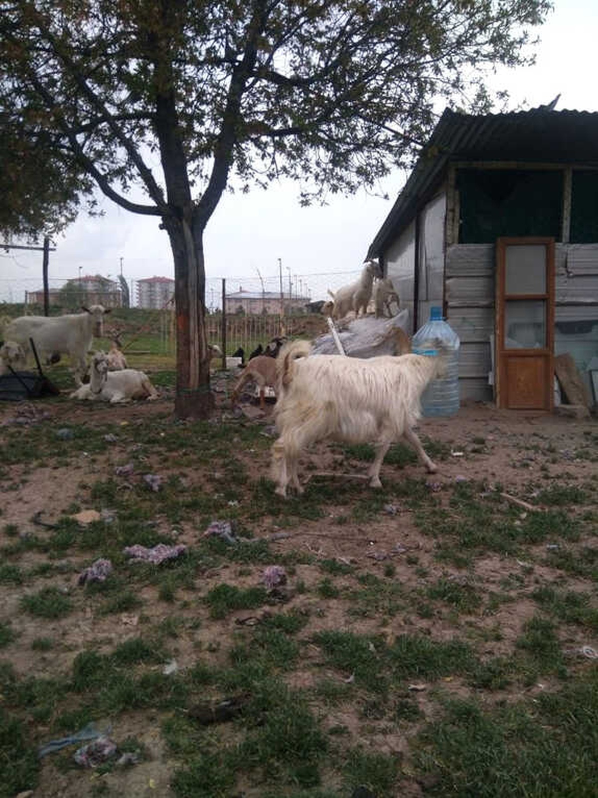 Keçi Kafasını Damacanaya Sıkıştırdı