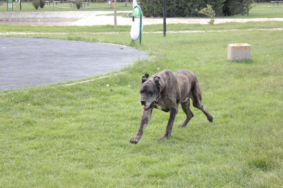 Kusuru Yüzünden Terk Edilen Cins Köpek Barınakta Bakılıyor